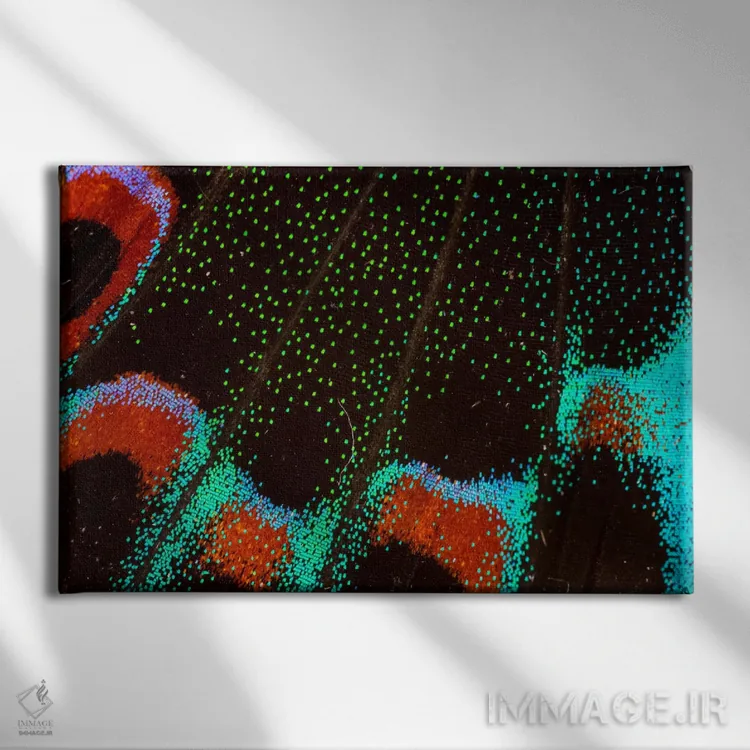 تابلو عکاسی ماکرو از بال پروانه شماره شش اثر دارل گالین - نمای روبهرو روی دیوار