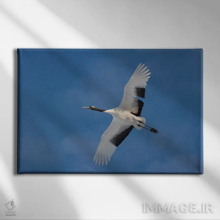 تابلو Japan,درنای تاج سرخ کمیاب در جزیره شمالی هوکایدو، ژاپن اثر دارل گالین - نمای روبهرو روی دیوار