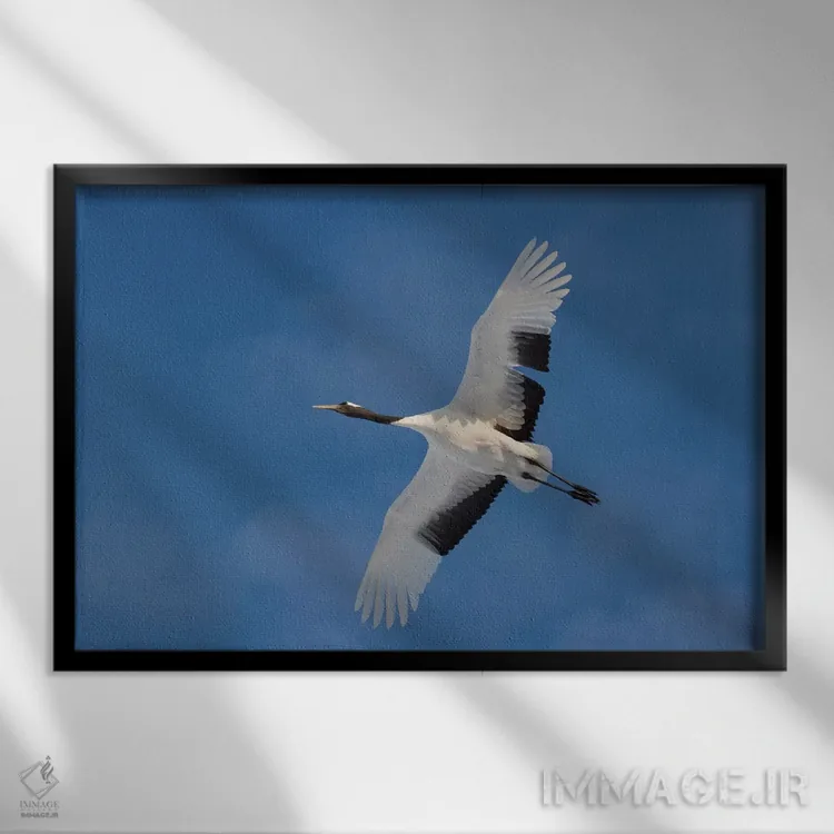 تابلو Japan,درنای تاج سرخ کمیاب در جزیره شمالی هوکایدو، ژاپن اثر دارل گالین - نمای قابدار مشکی