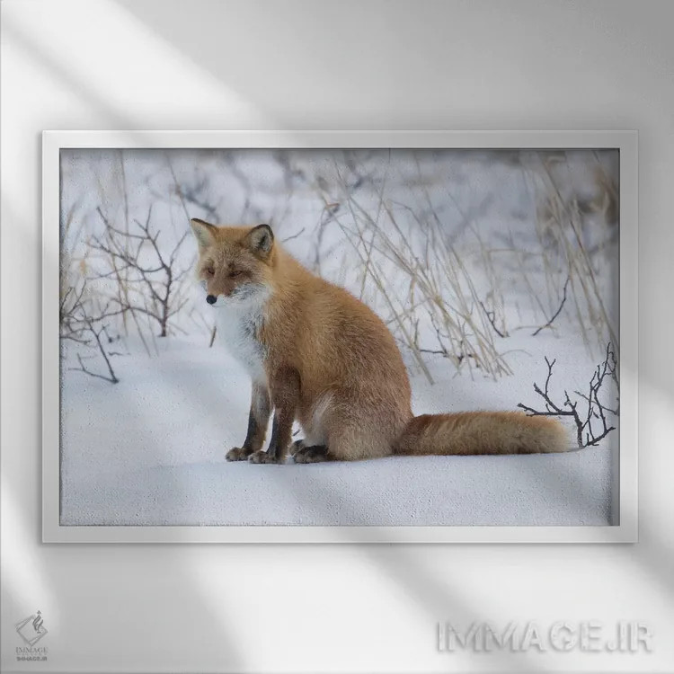 تابلو روباه قرمز نشسته در برف اثر دارل گالین - نمای قابدار سفید