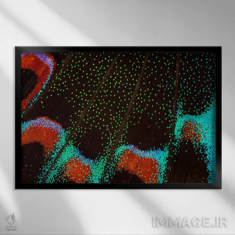 تابلو عکاسی ماکرو از بال پروانه شماره شش اثر دارل گالین - نمای قابدار مشکی