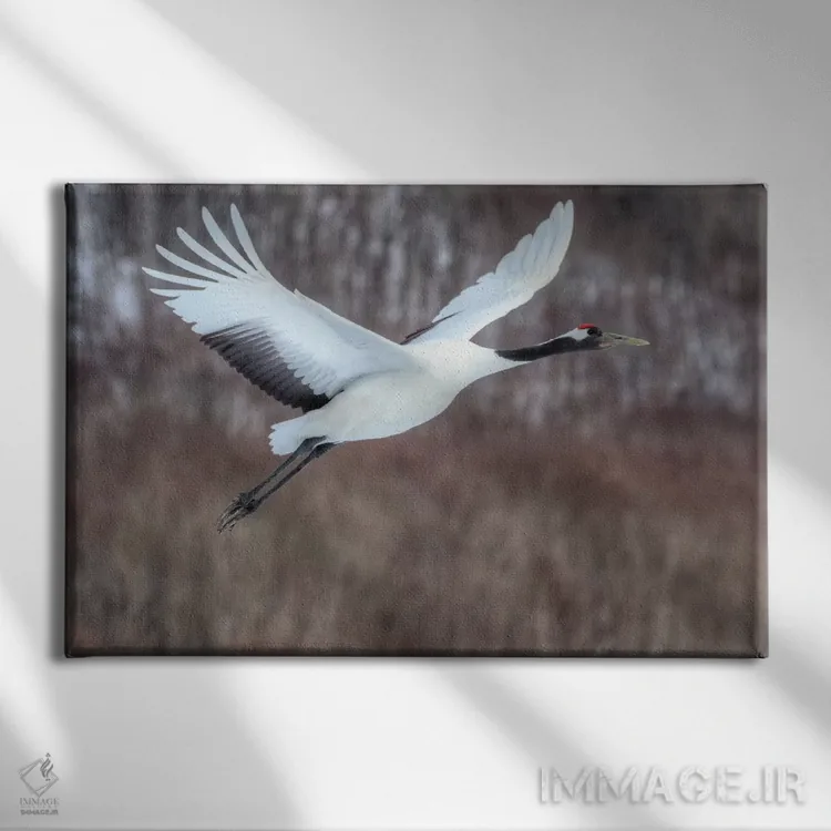 تابلو پرواز درنای تاجقرمز اثر دارل گالین - نمای روبهرو روی دیوار