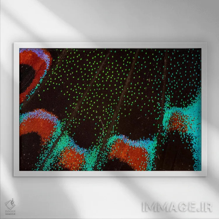 تابلو عکاسی ماکرو از بال پروانه شماره شش اثر دارل گالین - نمای قابدار سفید
