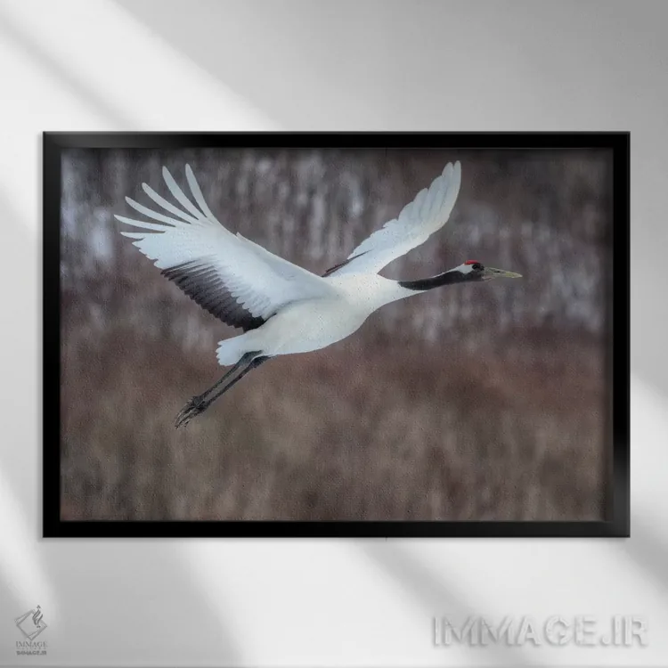 تابلو پرواز درنای تاجقرمز اثر دارل گالین - نمای قابدار مشکی