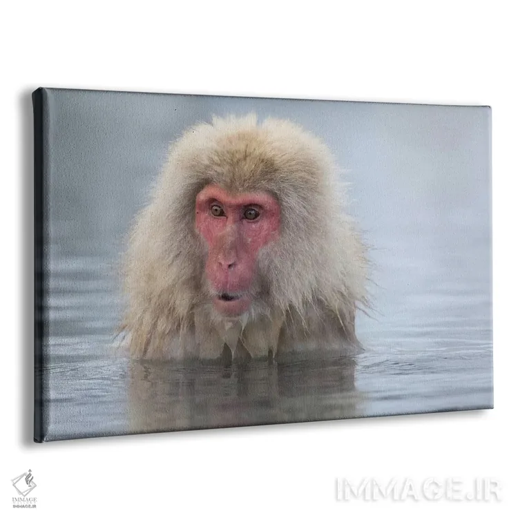 تابلو Nagano, Japan,میمونهای برفی، ناگانو، ژاپن اثر دارل گالین - نمای پرسپکتیو محصول