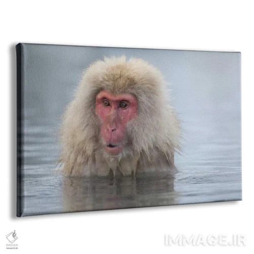 تابلو Nagano, Japan,میمونهای برفی، ناگانو، ژاپن اثر دارل گالین - نمای پرسپکتیو محصول
