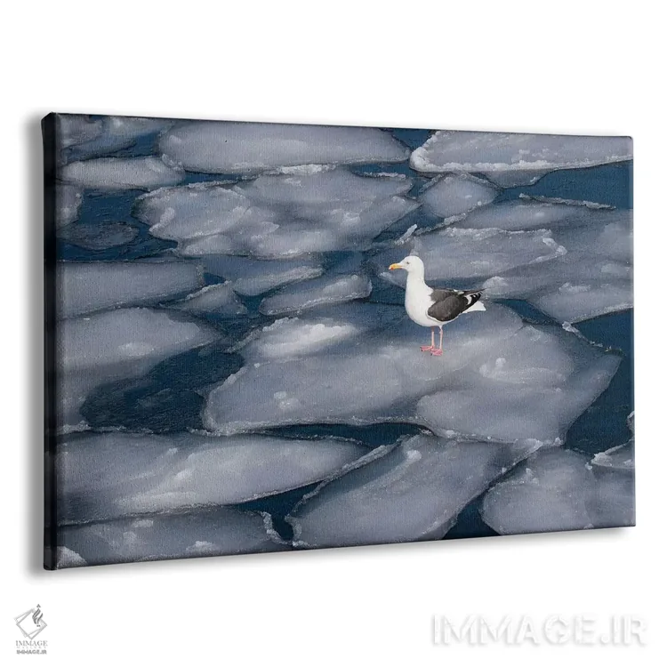 تابلو Japan,مرغ دریایی روی یخهای پنکیکی در طول شبهجزیره شیرتوکو در زمستان، جزیره شمالی هوکایدو ژاپن اثر دارل گالین - نمای پرسپکتیو محصول