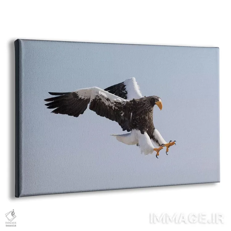 تابلو Hokkaido, Japan.,عقاب دریایی استلر در حال پرواز. زمستانگذرانی در شبهجزیره شیرتوکو، هوکایدو، ژاپن اثر دارل گالین - نمای پرسپکتیو محصول