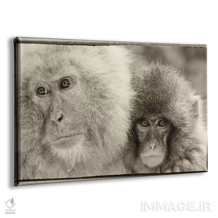 تابلو Nagano, Japan,میمونهای برفی، ناگانو، ژاپن اثر دارل گالین - نمای پرسپکتیو محصول