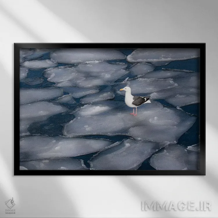 تابلو Japan,مرغ دریایی روی یخهای پنکیکی در طول شبهجزیره شیرتوکو در زمستان، جزیره شمالی هوکایدو ژاپن اثر دارل گالین - نمای قابدار مشکی
