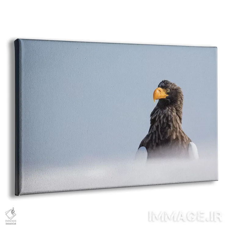 تابلو Hokkaido, Japan.,عقاب ماهیگیر استلر در زمستان در شبهجزیره شیرتوکو، هوکایدو، ژاپن اثر دارل گالین - نمای پرسپکتیو محصول