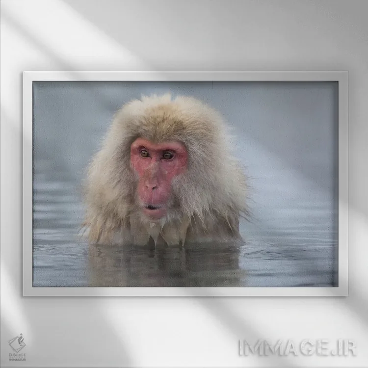 تابلو Nagano, Japan,میمونهای برفی، ناگانو، ژاپن اثر دارل گالین - نمای قابدار سفید
