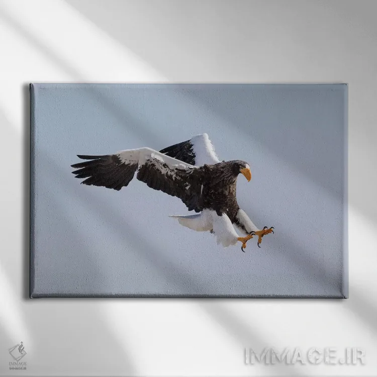 تابلو Hokkaido, Japan.,عقاب دریایی استلر در حال پرواز. زمستانگذرانی در شبهجزیره شیرتوکو، هوکایدو، ژاپن اثر دارل گالین - نمای روبهرو روی دیوار