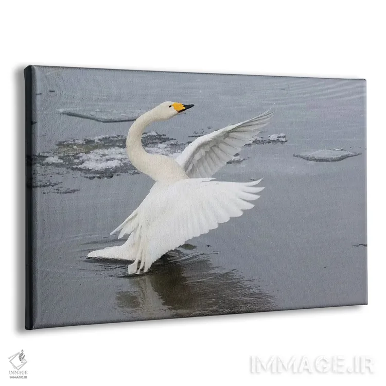 تابلو Flapping Wings On Frozen Lake Kussharo, Hokkaido,قوهای آوازخوان، در حال بالزدن روی دریاچه یخزده کوشارو، هوکایدو اثر دارل گالین - نمای پرسپکتیو محصول