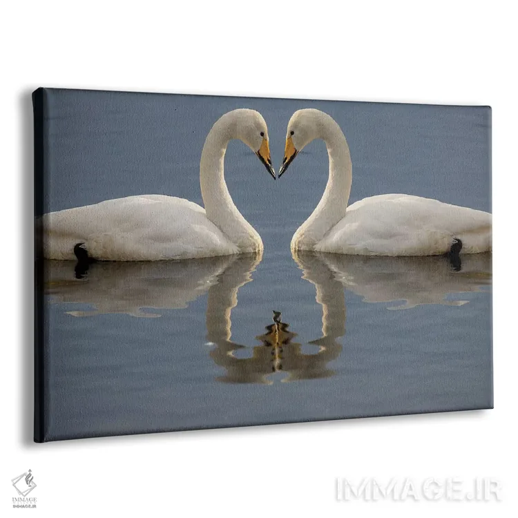 تابلو Bill To Bill On Frozen Lake Kussharo I, Hokkaido,قوهای آوازخوان، نوکبهنوک روی دریاچه یخزده کوشارو ۱، هوکایدو اثر دارل گالین - نمای پرسپکتیو محصول