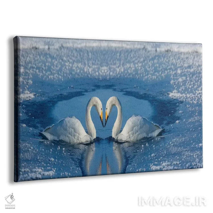 تابلو Bill To Bill On Frozen Lake Kussharo II, Hokkaido,قوهای آوازخوان، نوکبهنوک روی دریاچه یخزده کوشارو ۲، هوکایدو اثر دارل گالین - نمای پرسپکتیو محصول