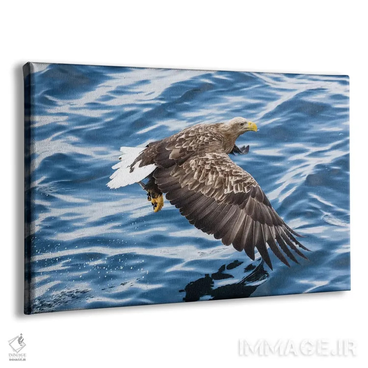 تابلو Hokkaido, Japan,عقاب دمسفید در حال ماهیگیری در آبهای شبهجزیره شیرتوکو ۲، هوکایدو، ژاپن اثر دارل گالین - نمای پرسپکتیو محصول