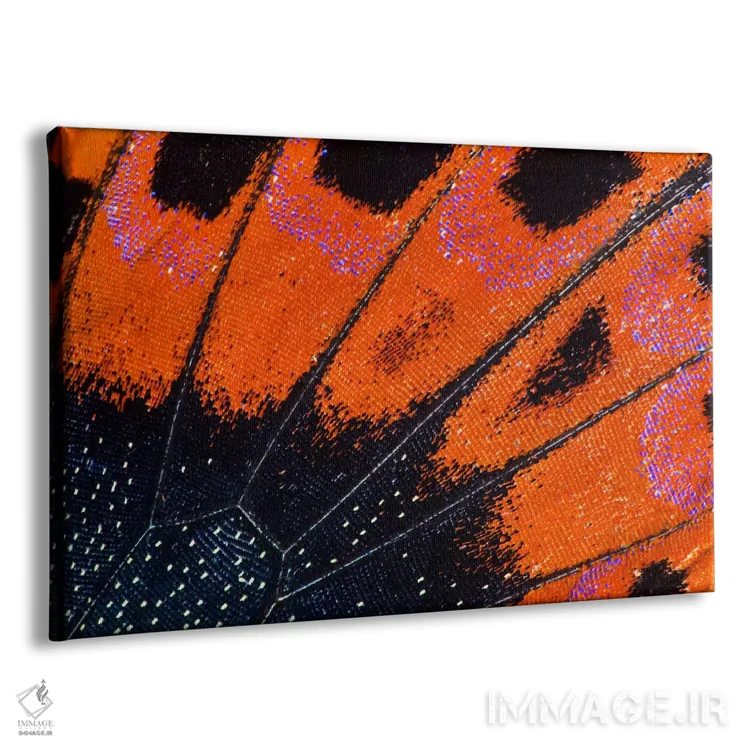 تابلو عکاسی ماکرو از بال پروانه شماره هشت اثر دارل گالین - نمای پرسپکتیو محصول