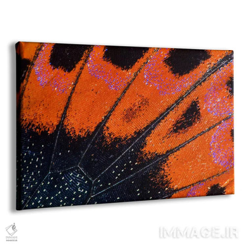 تابلو عکاسی ماکرو از بال پروانه شماره هشت اثر دارل گالین - نمای پرسپکتیو محصول