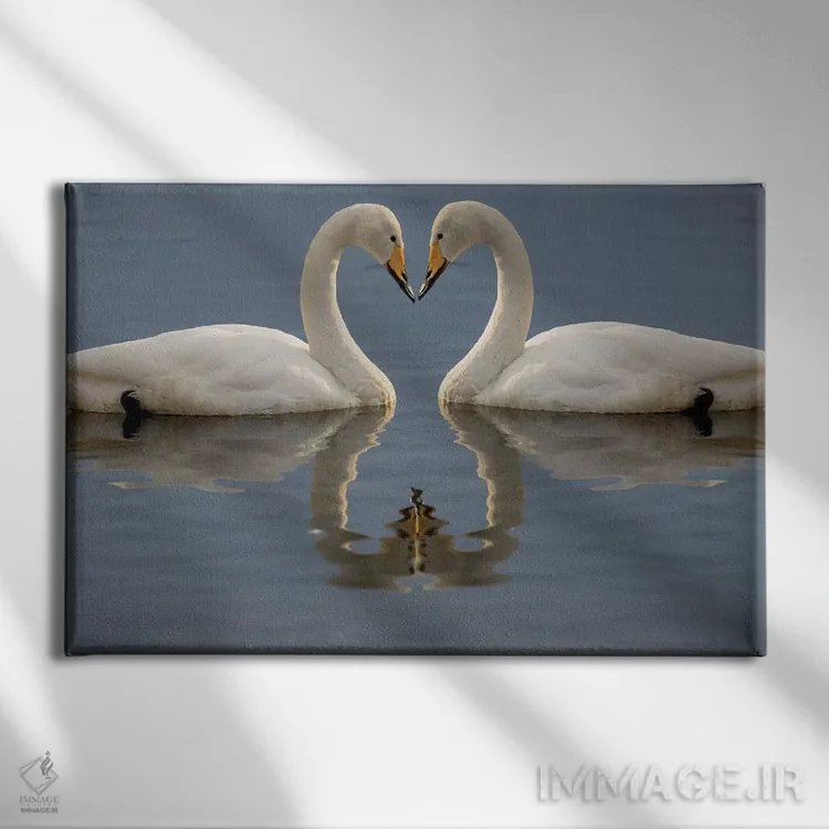 تابلو Bill To Bill On Frozen Lake Kussharo I, Hokkaido,قوهای آوازخوان، نوکبهنوک روی دریاچه یخزده کوشارو ۱، هوکایدو اثر دارل گالین - نمای روبهرو روی دیوار