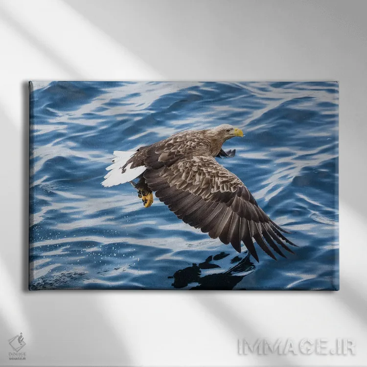 تابلو Hokkaido, Japan,عقاب دمسفید در حال ماهیگیری در آبهای شبهجزیره شیرتوکو ۲، هوکایدو، ژاپن اثر دارل گالین - نمای روبهرو روی دیوار