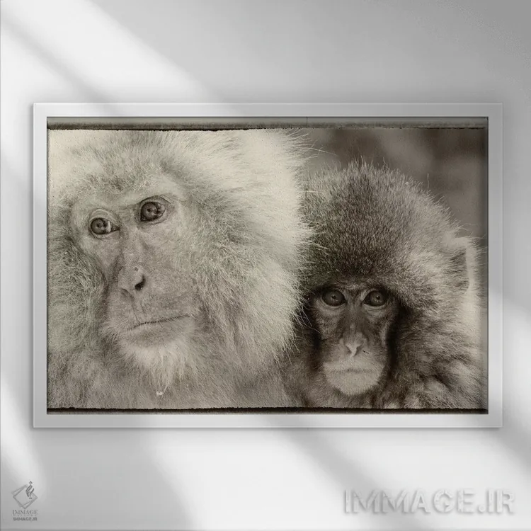 تابلو Nagano, Japan,میمونهای برفی، ناگانو، ژاپن اثر دارل گالین - نمای قابدار سفید