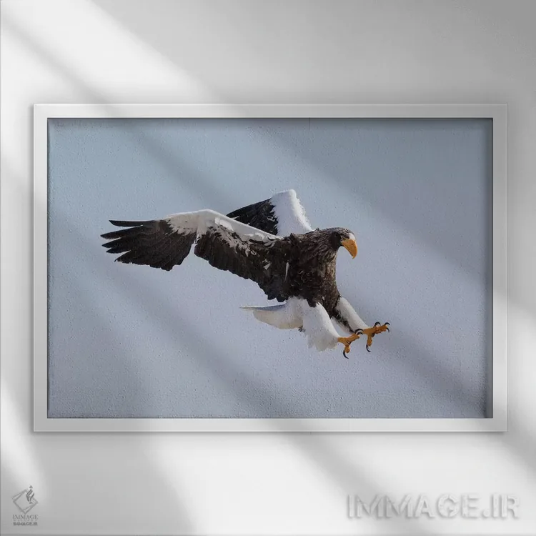 تابلو Hokkaido, Japan.,عقاب دریایی استلر در حال پرواز. زمستانگذرانی در شبهجزیره شیرتوکو، هوکایدو، ژاپن اثر دارل گالین - نمای قابدار سفید