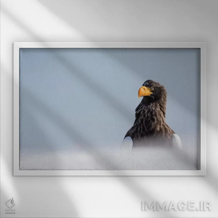 تابلو Hokkaido, Japan.,عقاب ماهیگیر استلر در زمستان در شبهجزیره شیرتوکو، هوکایدو، ژاپن اثر دارل گالین - نمای قابدار سفید