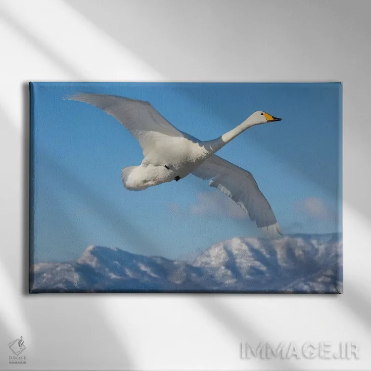 تابلو Flying On Frozen Lake Kussharo I, Hokkaido,قوهای آوازخوان، در حال پرواز روی دریاچه یخزده کوشارو ۱، هوکایدو اثر دارل گالین - نمای روبهرو روی دیوار