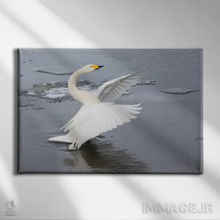 تابلو Flapping Wings On Frozen Lake Kussharo, Hokkaido,قوهای آوازخوان، در حال بالزدن روی دریاچه یخزده کوشارو، هوکایدو اثر دارل گالین - نمای روبهرو روی دیوار