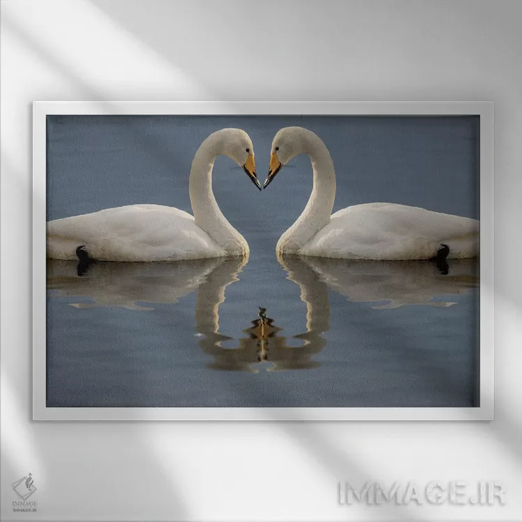 تابلو Bill To Bill On Frozen Lake Kussharo I, Hokkaido,قوهای آوازخوان، نوکبهنوک روی دریاچه یخزده کوشارو ۱، هوکایدو اثر دارل گالین - نمای قابدار سفید