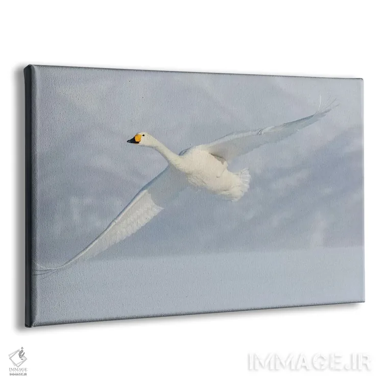 تابلو Flying On Frozen Lake Kussharo II, Hokkaido,قوهای آوازخوان، در حال پرواز روی دریاچه یخزده کوشارو ۲، هوکایدو اثر دارل گالین - نمای پرسپکتیو محصول