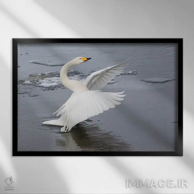 تابلو Flapping Wings On Frozen Lake Kussharo, Hokkaido,قوهای آوازخوان، در حال بالزدن روی دریاچه یخزده کوشارو، هوکایدو اثر دارل گالین - نمای قابدار مشکی