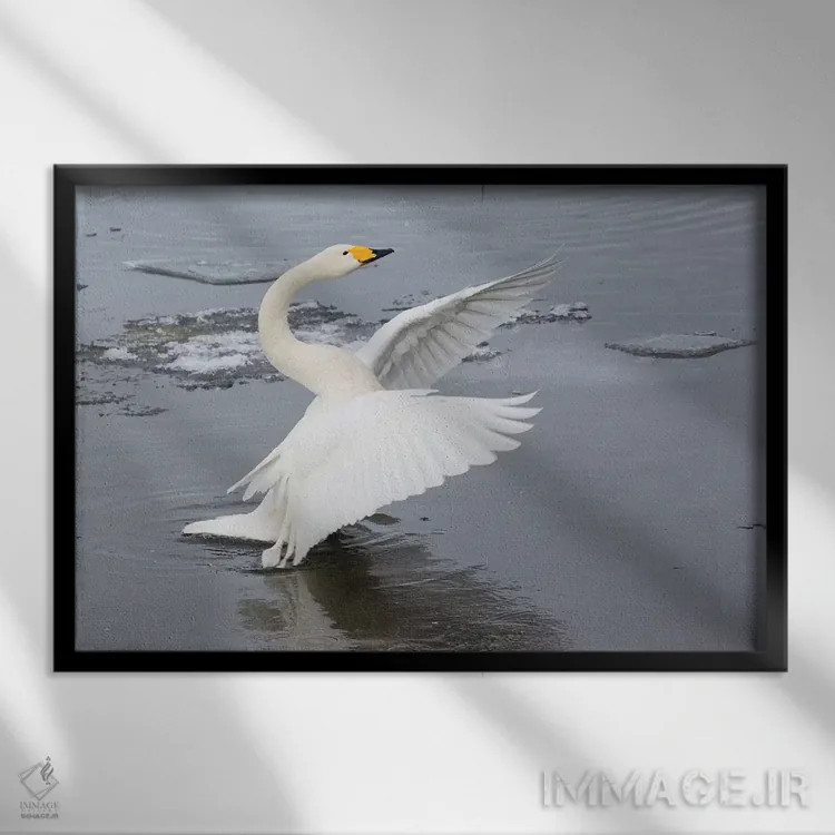 تابلو Flapping Wings On Frozen Lake Kussharo, Hokkaido,قوهای آوازخوان، در حال بالزدن روی دریاچه یخزده کوشارو، هوکایدو اثر دارل گالین - نمای قابدار مشکی