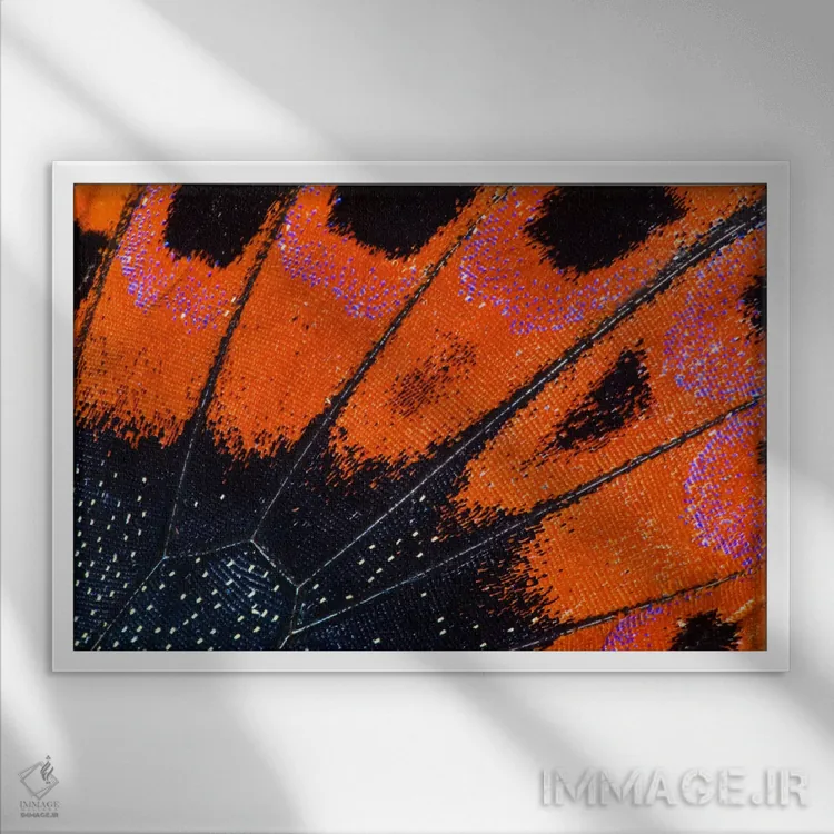 تابلو عکاسی ماکرو از بال پروانه شماره هشت اثر دارل گالین - نمای قابدار سفید