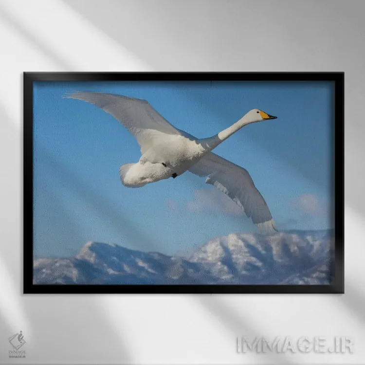تابلو Flying On Frozen Lake Kussharo I, Hokkaido,قوهای آوازخوان، در حال پرواز روی دریاچه یخزده کوشارو ۱، هوکایدو اثر دارل گالین - نمای قابدار مشکی