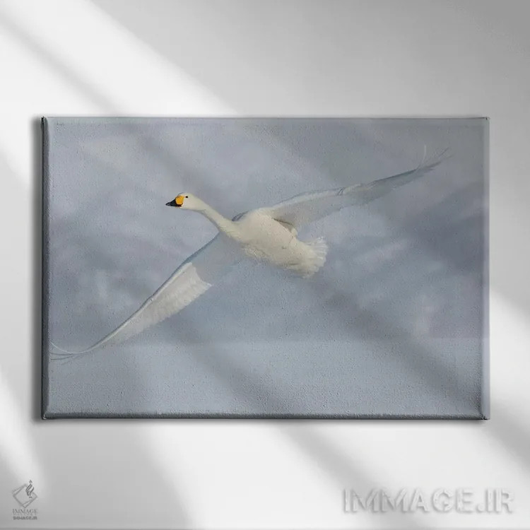 تابلو Flying On Frozen Lake Kussharo II, Hokkaido,قوهای آوازخوان، در حال پرواز روی دریاچه یخزده کوشارو ۲، هوکایدو اثر دارل گالین - نمای روبهرو روی دیوار