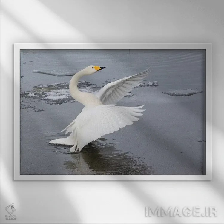 تابلو Flapping Wings On Frozen Lake Kussharo, Hokkaido,قوهای آوازخوان، در حال بالزدن روی دریاچه یخزده کوشارو، هوکایدو اثر دارل گالین - نمای قابدار سفید