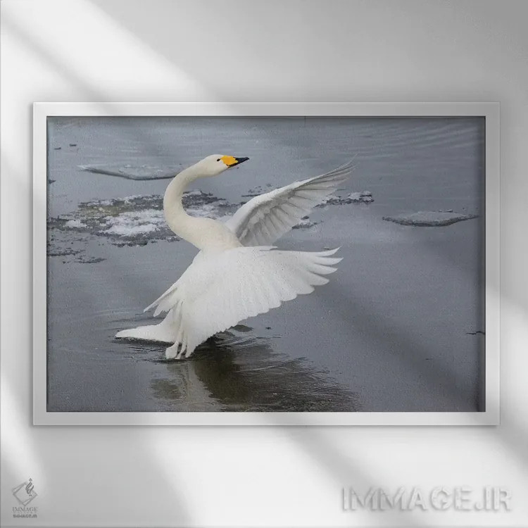 تابلو Flapping Wings On Frozen Lake Kussharo, Hokkaido,قوهای آوازخوان، در حال بالزدن روی دریاچه یخزده کوشارو، هوکایدو اثر دارل گالین - نمای قابدار سفید