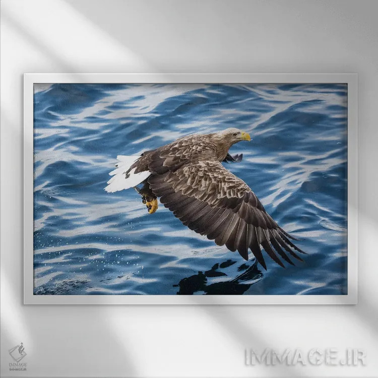 تابلو Hokkaido, Japan,عقاب دمسفید در حال ماهیگیری در آبهای شبهجزیره شیرتوکو ۲، هوکایدو، ژاپن اثر دارل گالین - نمای قابدار سفید
