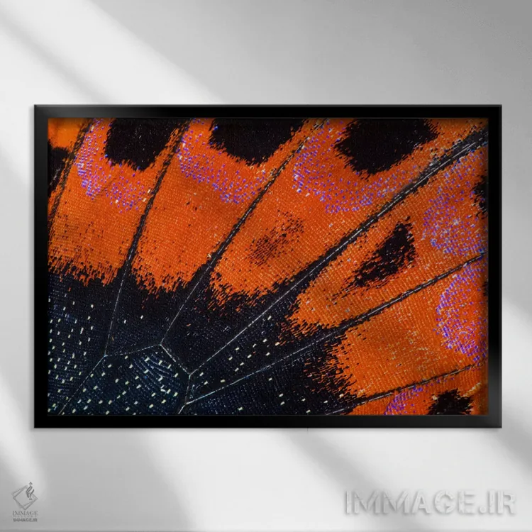 تابلو عکاسی ماکرو از بال پروانه شماره هشت اثر دارل گالین - نمای قابدار مشکی