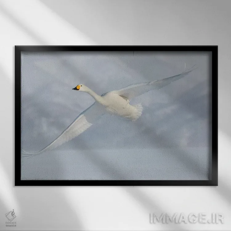 تابلو Flying On Frozen Lake Kussharo II, Hokkaido,قوهای آوازخوان، در حال پرواز روی دریاچه یخزده کوشارو ۲، هوکایدو اثر دارل گالین - نمای قابدار مشکی