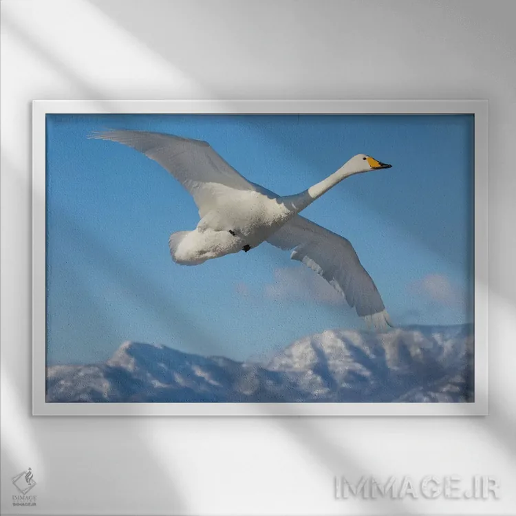 تابلو Flying On Frozen Lake Kussharo I, Hokkaido,قوهای آوازخوان، در حال پرواز روی دریاچه یخزده کوشارو ۱، هوکایدو اثر دارل گالین - نمای قابدار سفید