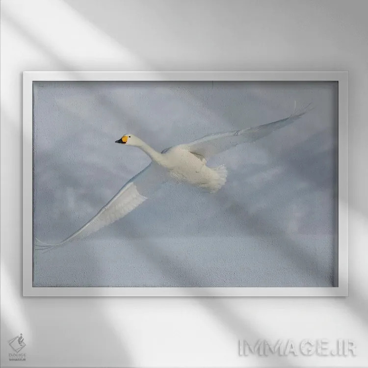 تابلو Flying On Frozen Lake Kussharo II, Hokkaido,قوهای آوازخوان، در حال پرواز روی دریاچه یخزده کوشارو ۲، هوکایدو اثر دارل گالین - نمای قابدار سفید