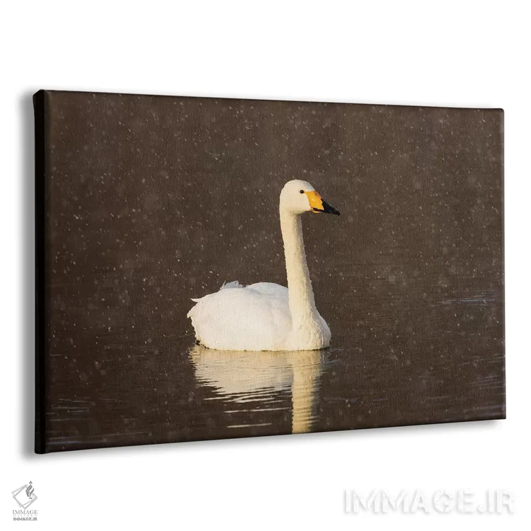 تابلو Hokkaido,قوهای آوازخوان روی دریاچه یخزده کوشارو، هوکایدو اثر دارل گالین - نمای پرسپکتیو محصول