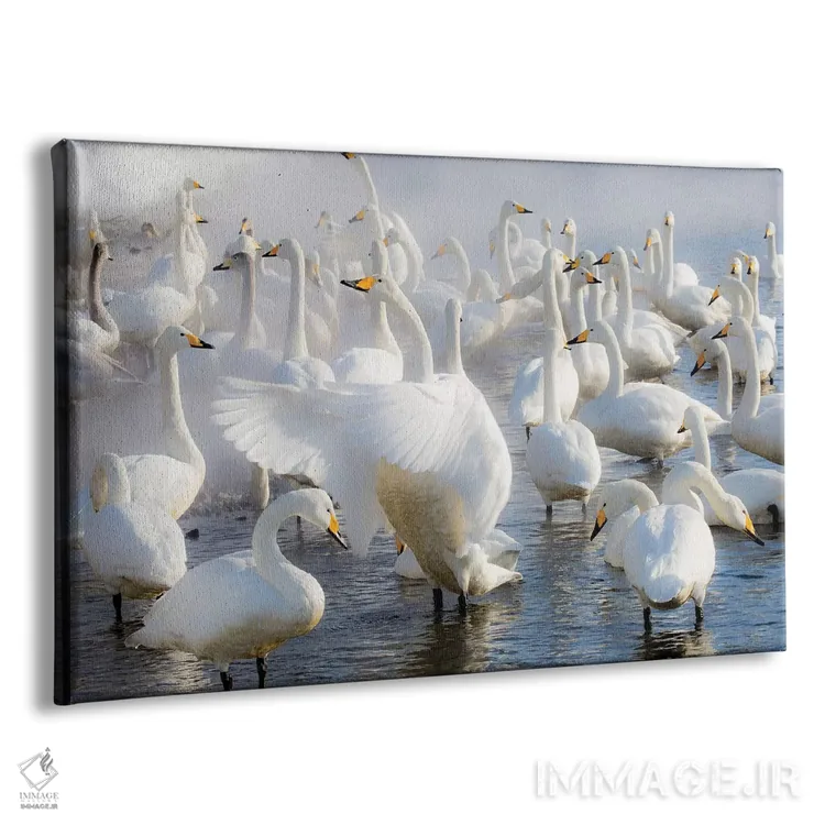 تابلو Hokkaido,قوهای آوازخوان روی دریاچه یخزده کوشارو، هوکایدو اثر دارل گالین - نمای پرسپکتیو محصول