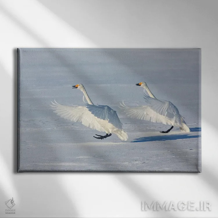 تابلو Hokkaido,قوهای آوازخوان روی دریاچه یخزده کوشارو ۱، هوکایدو اثر دارل گالین - نمای روبهرو روی دیوار