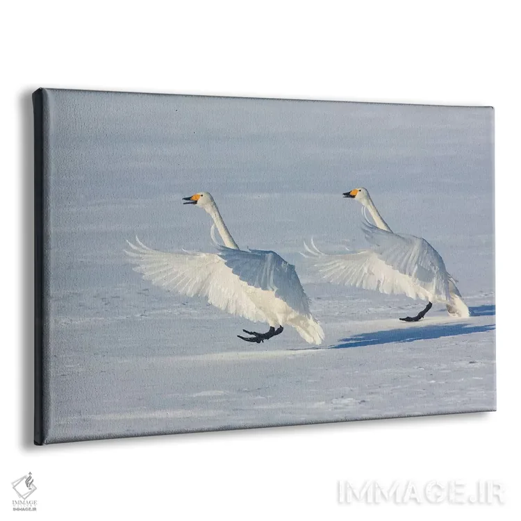 تابلو Hokkaido,قوهای آوازخوان روی دریاچه یخزده کوشارو ۱، هوکایدو اثر دارل گالین - نمای پرسپکتیو محصول