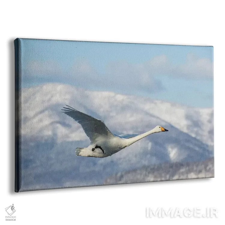 تابلو Hokkaido,قوهای آوازخوان روی دریاچه یخزده کوشارو ۲، هوکایدو اثر دارل گالین - نمای پرسپکتیو محصول