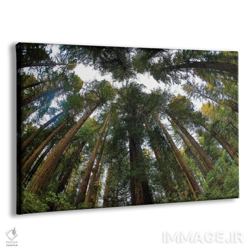 تابلو Del Norte Coast Redwoods State Park, California,نگاه به جنگل درختان ردوود در پارک ایالتی دل نورت کالیفرنیا اثر دارل گالین - نمای پرسپکتیو محصول